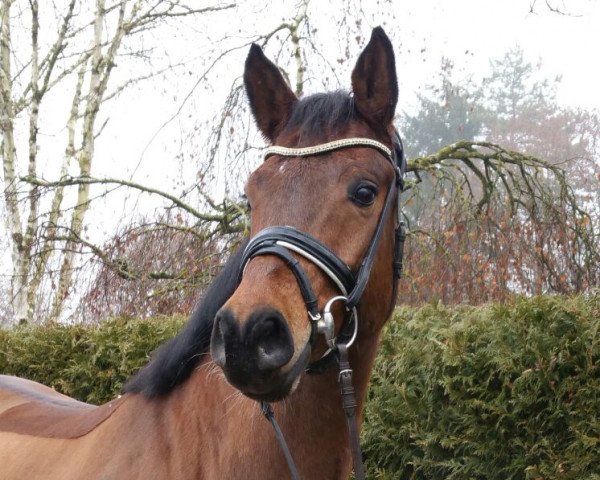 dressage horse Baryt 7 (Bavarian, 2010, from Boston) dressage horse Baryt 7 (Bavarian, 2010, from Boston)