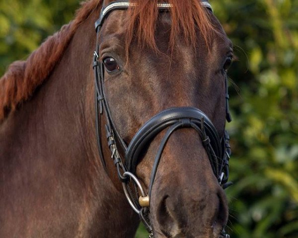 dressage horse Feinbrand P (Rhinelander, 2010, from Floribot)
