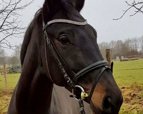 horse Mariella 11 (Oldenburg, 2010, from King Arthur TSF)