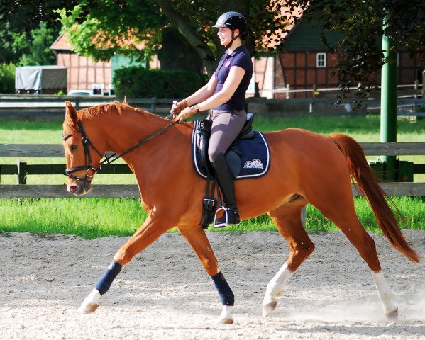 dressage horse Nobelmann 6 (Trakehner, 2007, from Connery)
