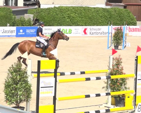 Reitturnier Galgenen 2019