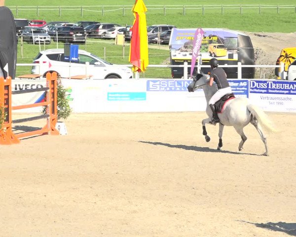 Reitturnier Galgenen 2019
