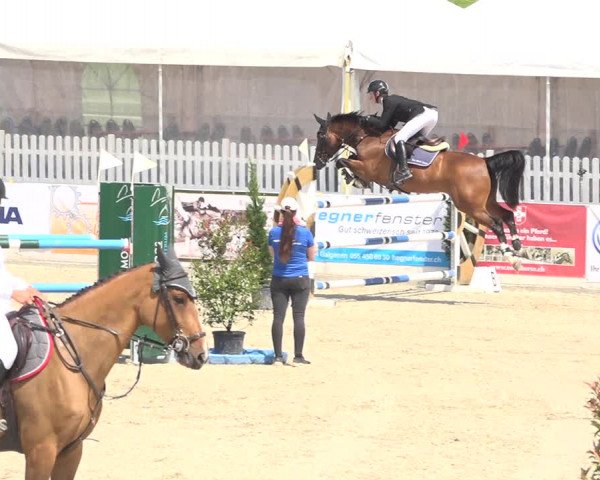 Reitturnier Galgenen 2019