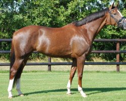 Fattrice Celestine 17 (Oldenburger, 2009, di Wynton)
