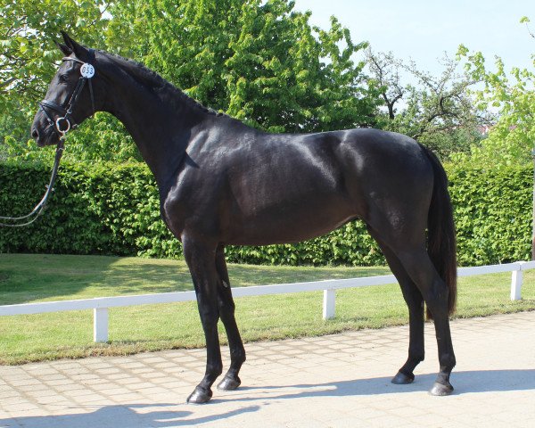 broodmare Bellissima PJF (Oldenburg, 2010, from Sir Donnerhall I)