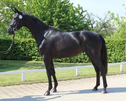 broodmare Bellissima PJF (Oldenburg, 2010, from Sir Donnerhall I)