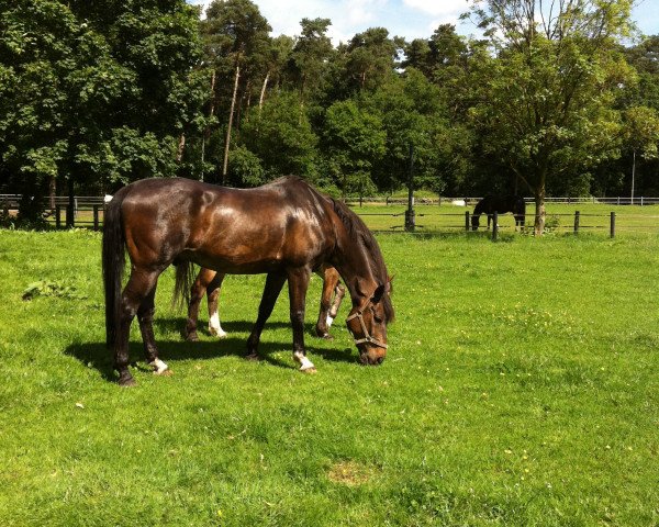 jumper Raffael 40 (Hanoverian, 1996, from Ramiro's Son II)