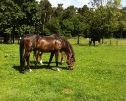 jumper Raffael 40 (Hanoverian, 1996, from Ramiro's Son II)