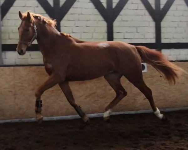 dressage horse Samiro 45 (Oldenburg, 2010, from Serano Gold)