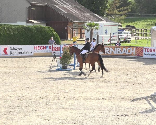 Reitturnier Galgenen 2019