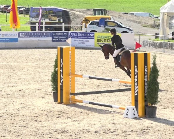 Reitturnier Galgenen 2019