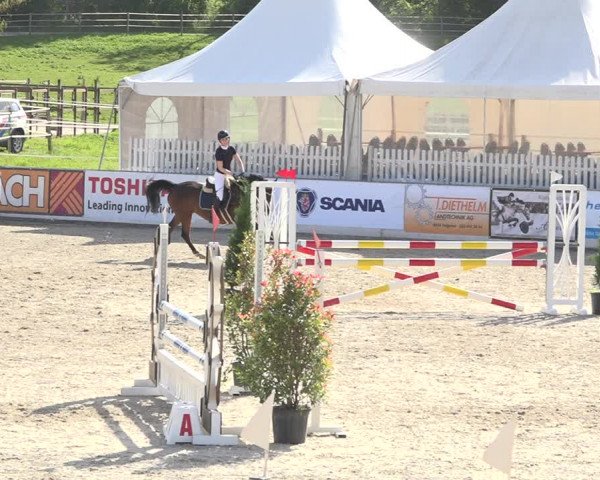 Reitturnier Galgenen 2019