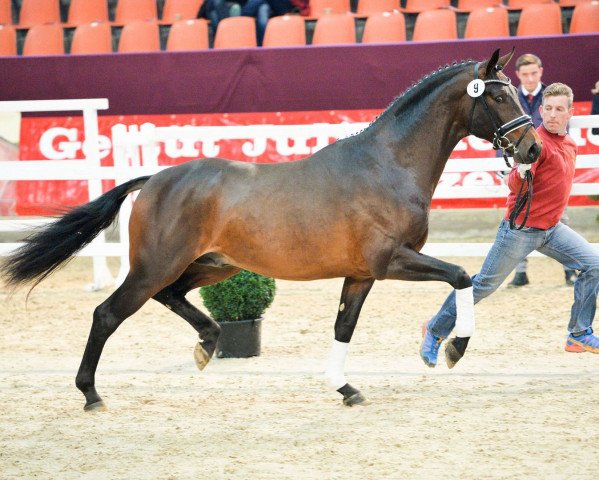stallion Depeche Royal (Westphalian, 2013, from Depeche Mode)