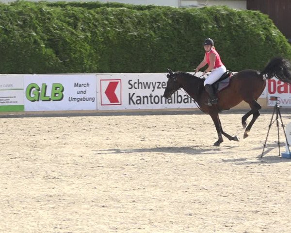 Reitturnier Galgenen 2019