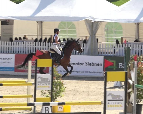 Reitturnier Galgenen 2019