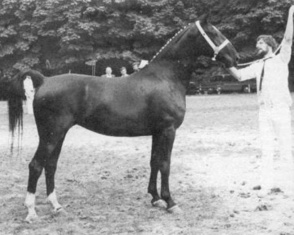 Zuchtstute Sarita (KWPN (Niederländisches Warmblut), 1976, von Marconi)