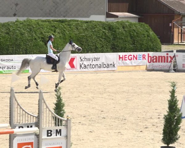 Reitturnier Galgenen 2019