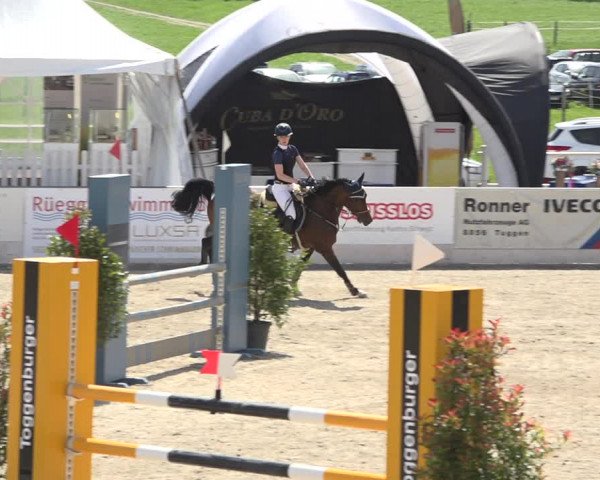 Reitturnier Galgenen 2019