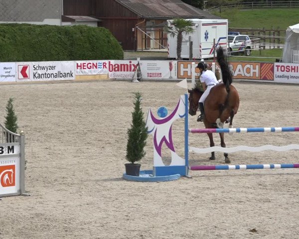 Reitturnier Galgenen 2019