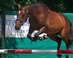 stallion Tricky Choice du Pena (French Pony, 2007, from Quick Star)