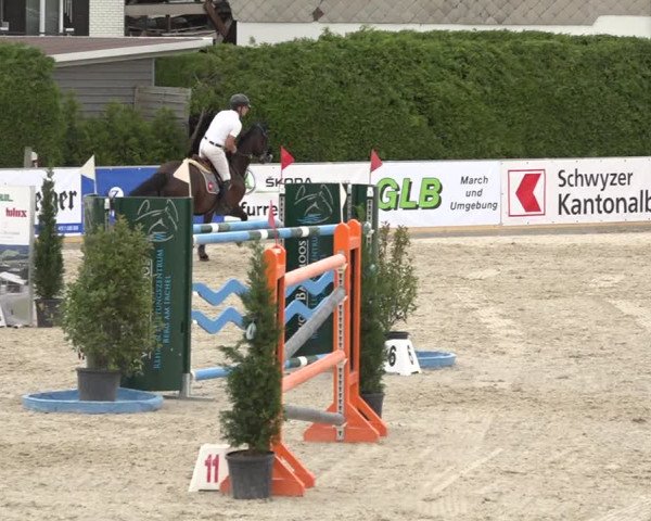 Reitturnier Galgenen 2019