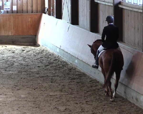 Reitturnier Fröndenberg 2019