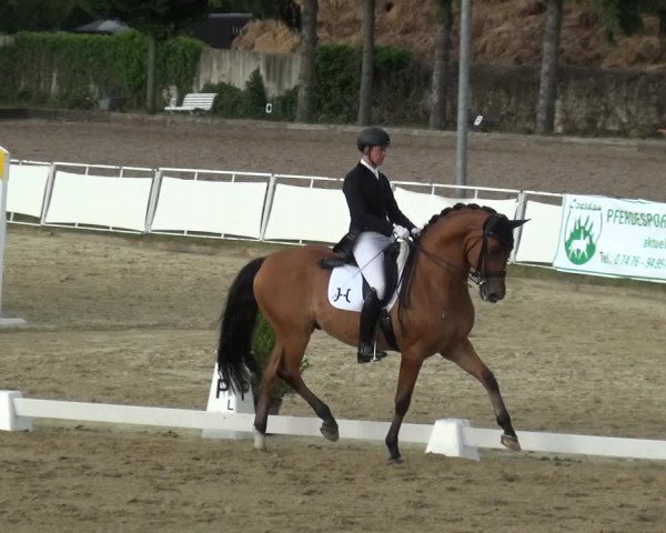 Reitturnier Frechen-Grefrath - Sonnenhof 2019