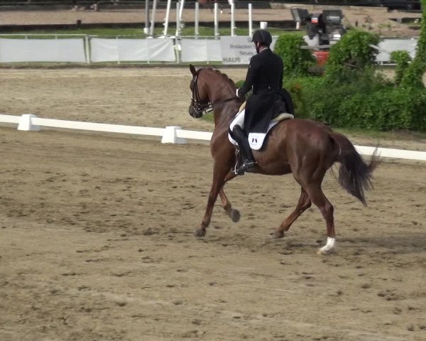 Reitturnier Frechen-Grefrath - Sonnenhof 2019