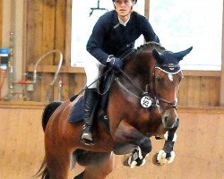 broodmare Curley Sue 47 (German Sport Horse, 2007, from Con Sherry)
