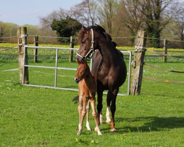 Zuchtstute Red Honey J (Deutsches Reitpony, 2009, von Oosteinds Ricky)