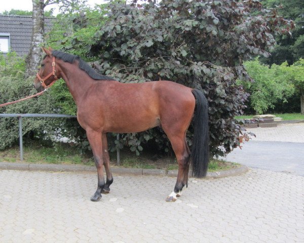 horse Cuba MH (Westphalian, 2008, from Cristallo I)