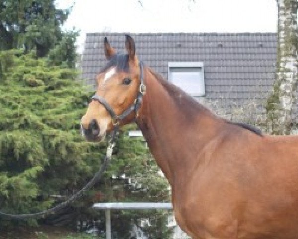 broodmare Contina (Rhinelander, 2007, from Continus Grannus)