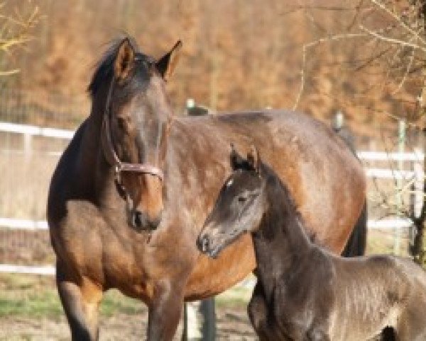 broodmare Piccolina (Westphalian, 1997, from Potsdam)