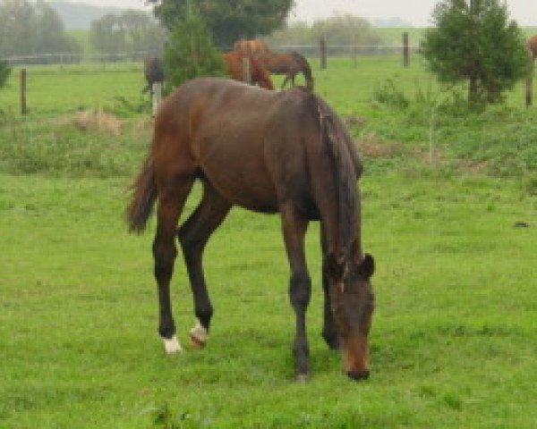 jumper Gracitano (Westphalian, 2006, from Godolphin)