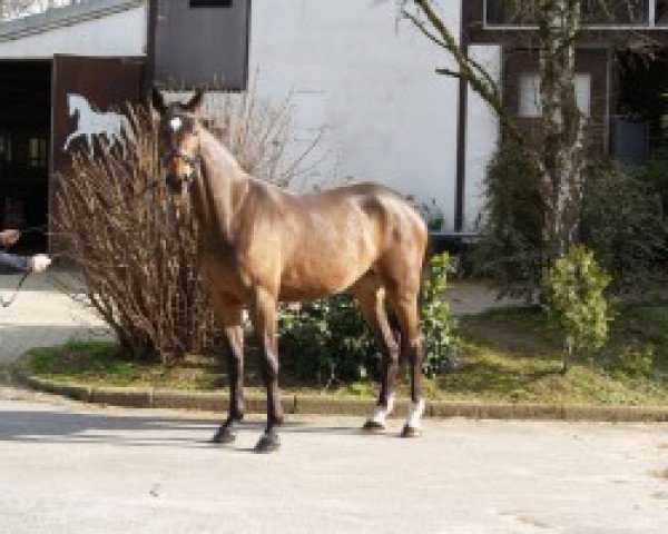 Zuchtstute Collina Point M (Rheinländer, 2005, von Collin L) Zuchtstute Collina Point M (Rheinländer, 2005, von Collin L)