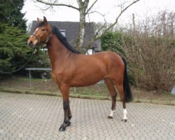 broodmare Shirley (Westphalian, 2007, from Stalypso)