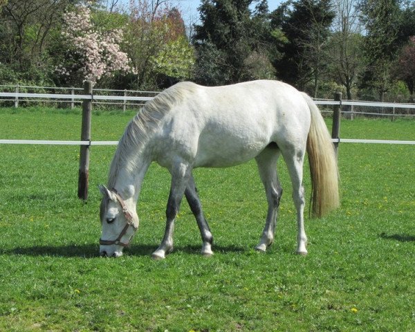 Zuchtstute Coronia (Westfale, 2006, von Cornet Obolensky)
