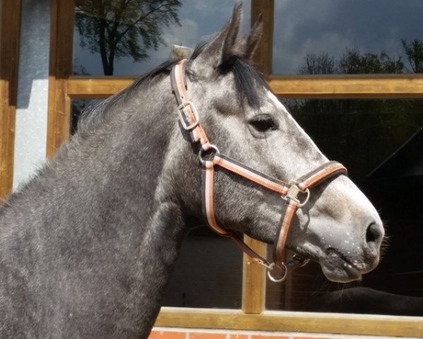broodmare Crinera Mh (Rhinelander, 2010, from Cristallo I)