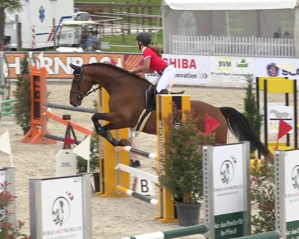 Reitturnier Galgenen 2019