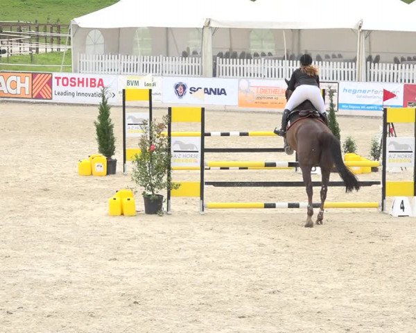 Reitturnier Galgenen 2019
