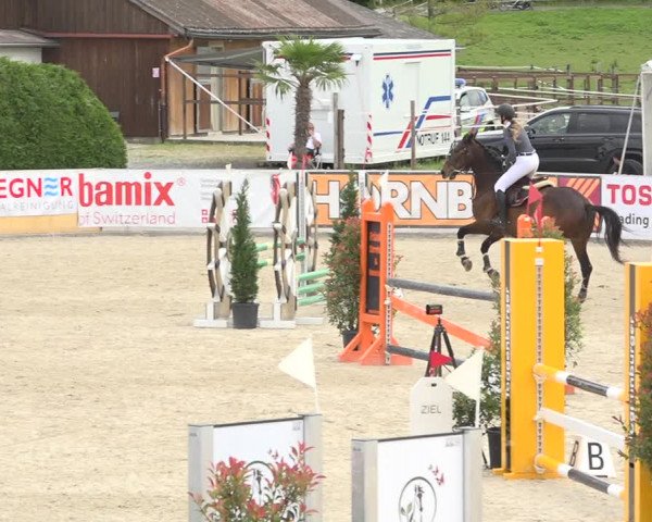 Reitturnier Galgenen 2019