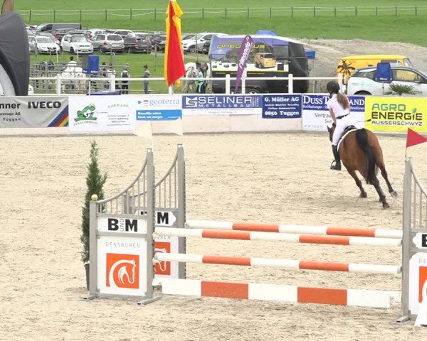 Reitturnier Galgenen 2019
