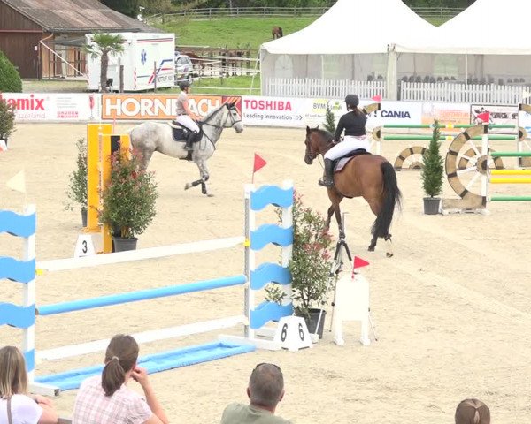 Reitturnier Galgenen 2019