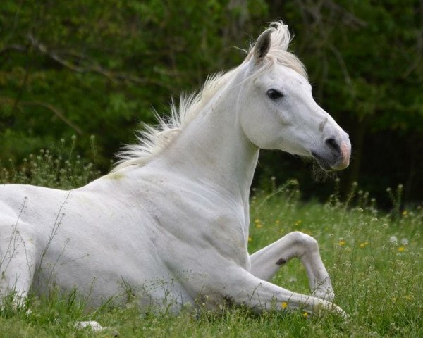 broodmare Messidah EAO (Arabian purebred, 1997, from Messaoud 1979 ox)