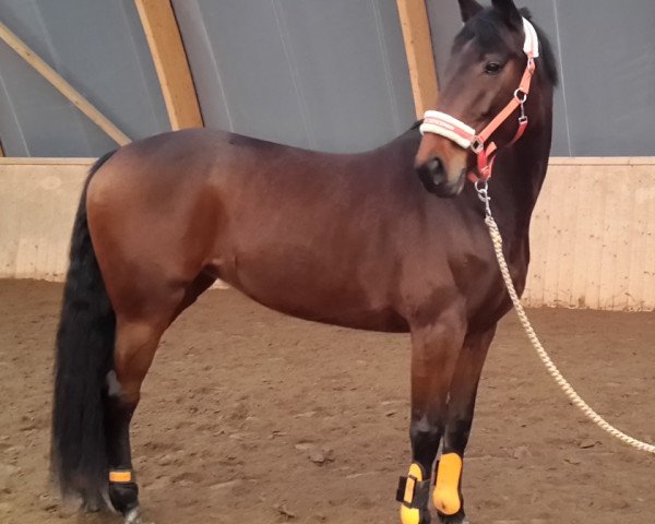 horse Cacha (Holsteiner, 2009, from Cachas)