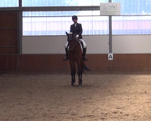 Reitturnier Fröndenberg 2019