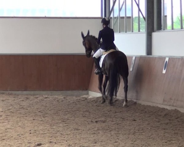 Reitturnier Fröndenberg 2019