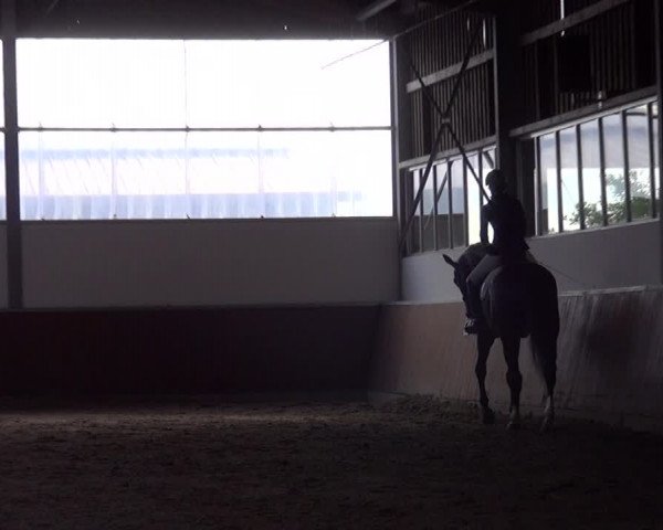 Reitturnier Fröndenberg 2019