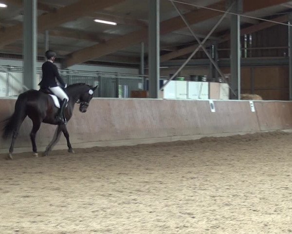 Reitturnier Fröndenberg 2019