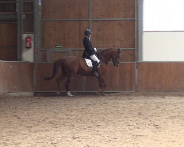 Reitturnier Fröndenberg 2019